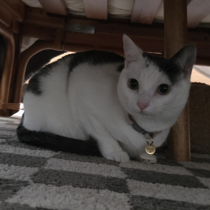 Cat Care Specialist  25 Yrs Experience
