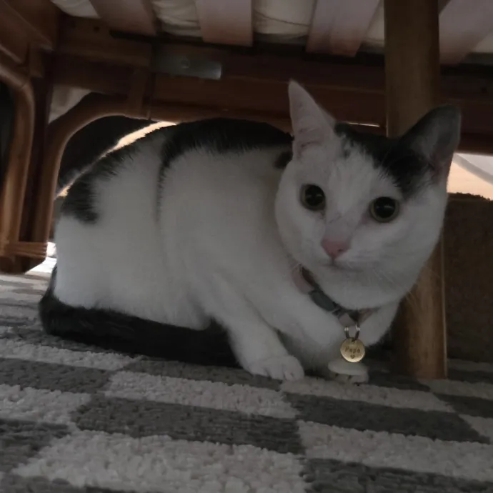Cat Care Specialist  25 Yrs Experience