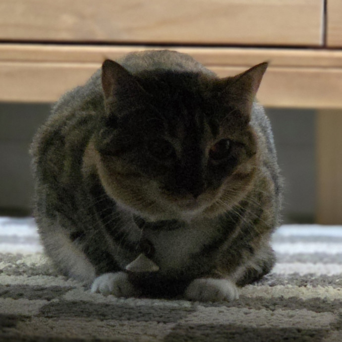 Cat Care Specialist  25 Yrs Experience
