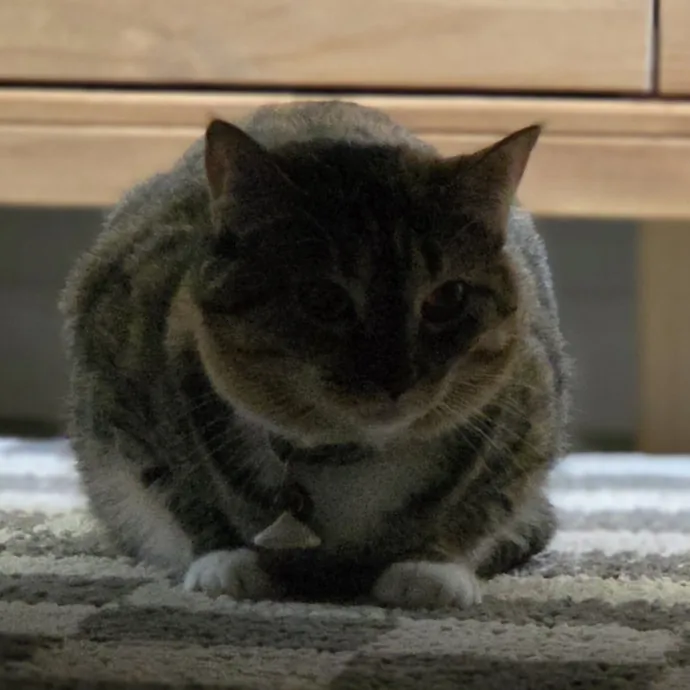 Cat Care Specialist  25 Yrs Experience