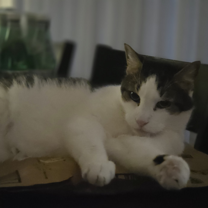 Cat Care Specialist  25 Yrs Experience