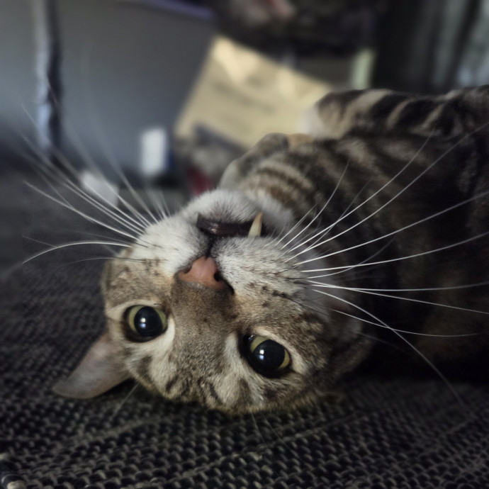 Cat Care Specialist  25 Yrs Experience
