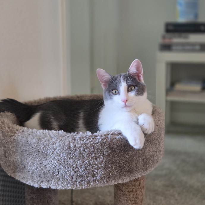 Cat Care Specialist  25 Yrs Experience