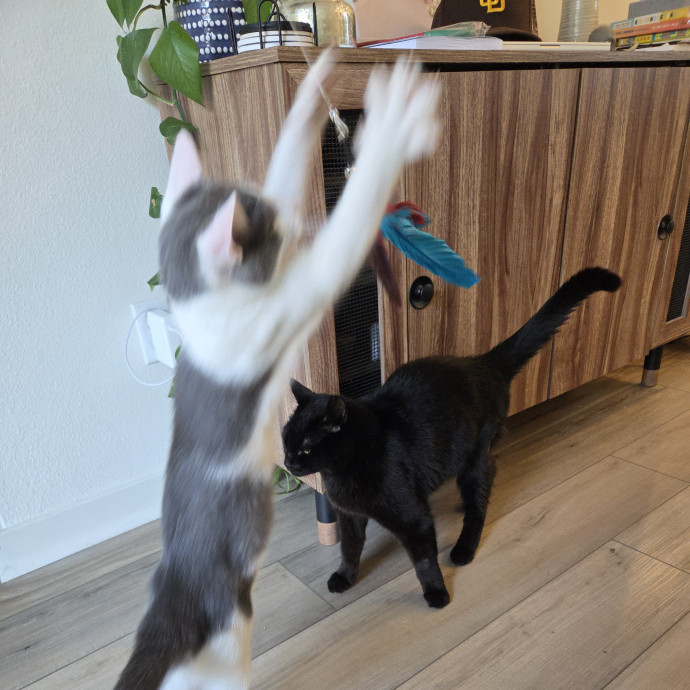 Cat Care Specialist  25 Yrs Experience