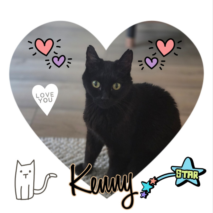 Cat Care Specialist  25 Yrs Experience