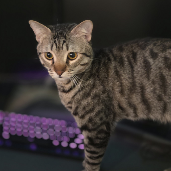 Cat Care Specialist  25 Yrs Experience