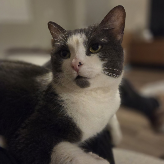 Cat Care Specialist  25 Yrs Experience