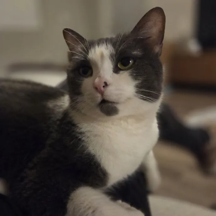 Cat Care Specialist  25 Yrs Experience