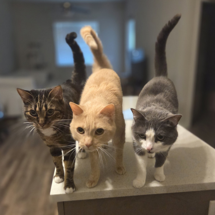 Cat Care Specialist  25 Yrs Experience