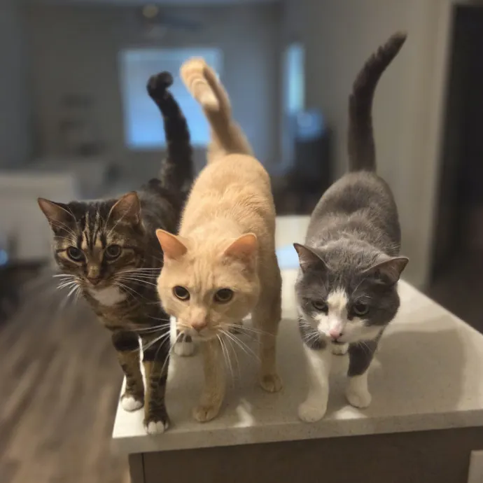 Cat Care Specialist  25 Yrs Experience