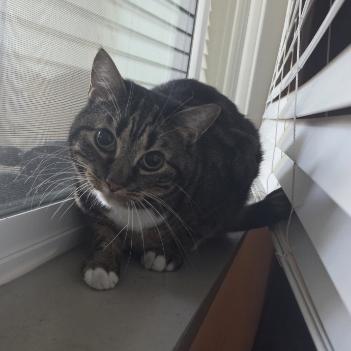 Cat Care Specialist  25 Yrs Experience