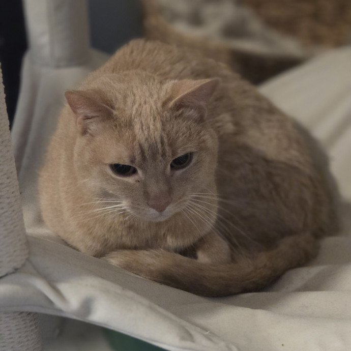 Cat Care Specialist  25 Yrs Experience