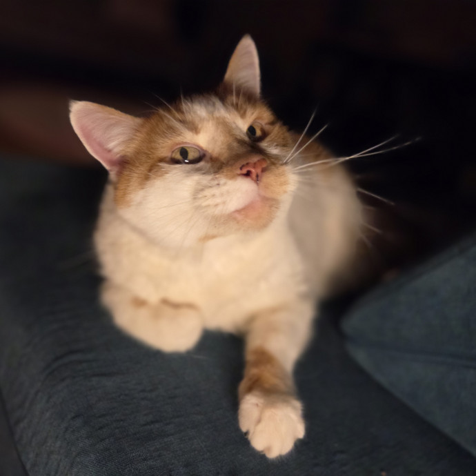 Cat Care Specialist  25 Yrs Experience