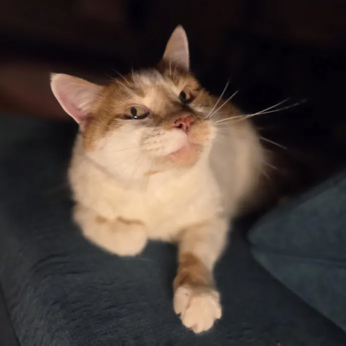Cat Care Specialist  25 Yrs Experience