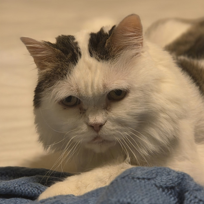 Cat Care Specialist  25 Yrs Experience
