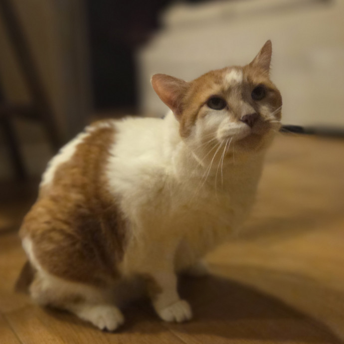 Cat Care Specialist  25 Yrs Experience