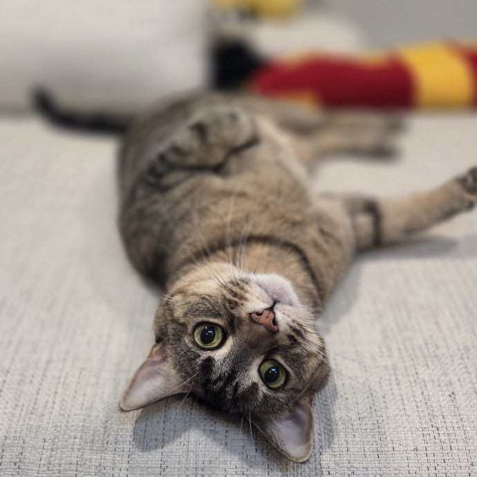 Cat Care Specialist  25 Yrs Experience