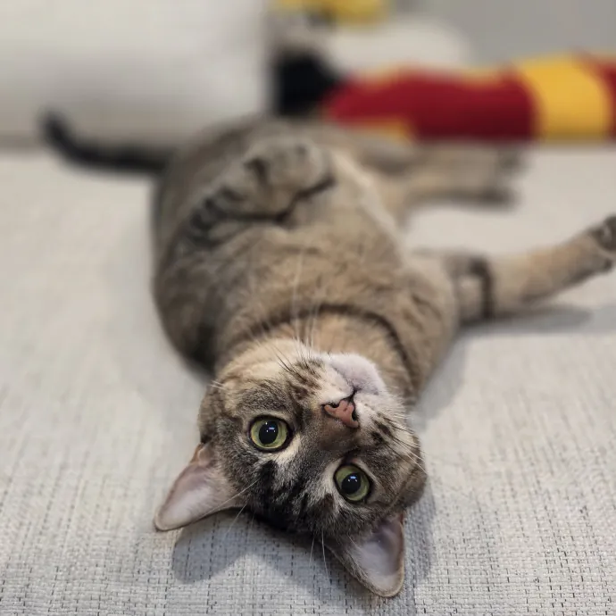 Cat Care Specialist  25 Yrs Experience