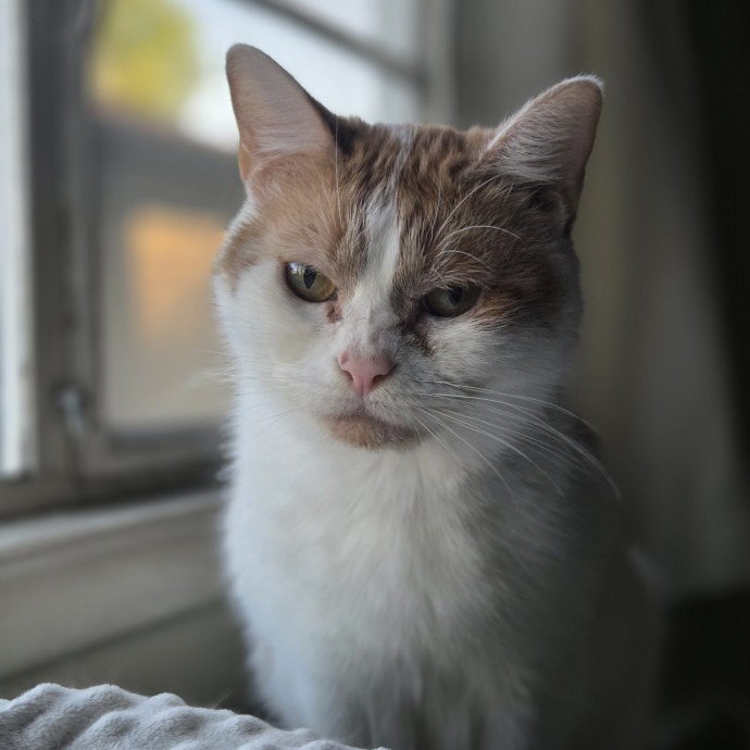 Cat Care Specialist  25 Yrs Experience