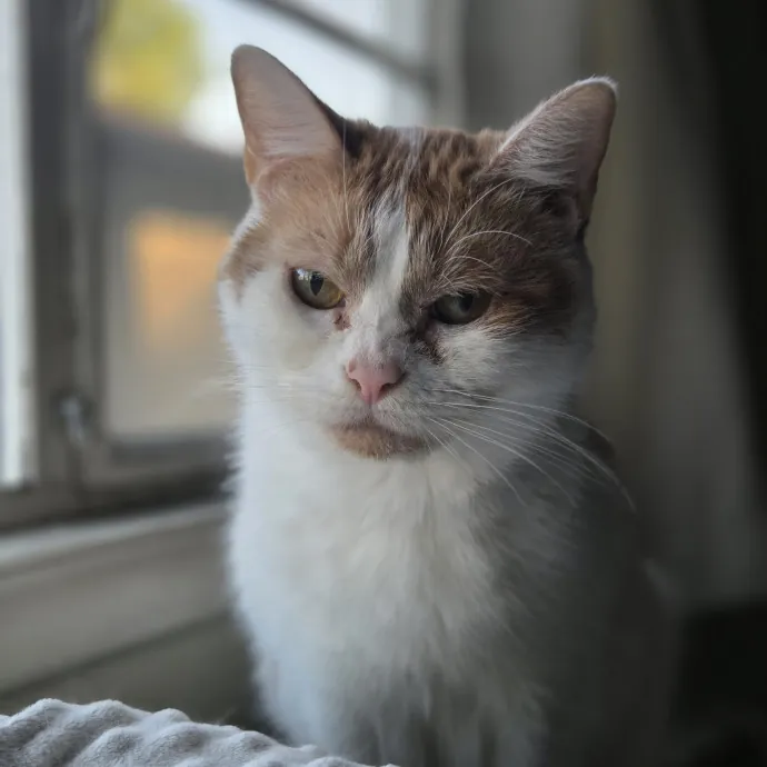 Cat Care Specialist  25 Yrs Experience