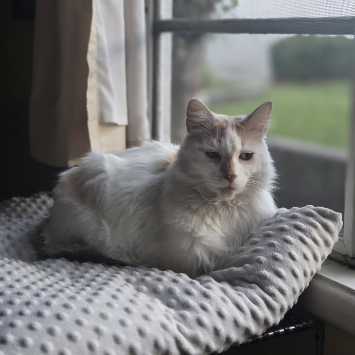 Cat Care Specialist  25 Yrs Experience
