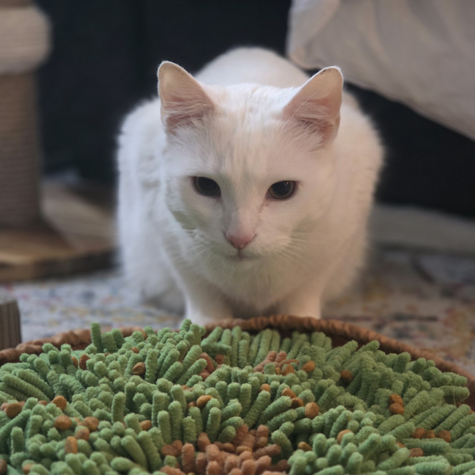 Cat Care Specialist  25 Yrs Experience