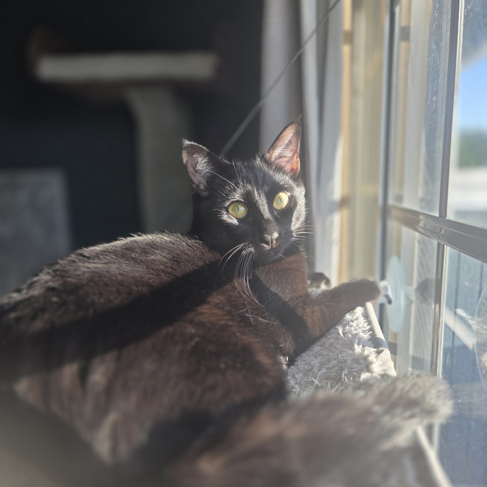 Cat Care Specialist  25 Yrs Experience