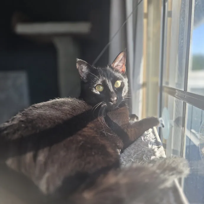 Cat Care Specialist  25 Yrs Experience