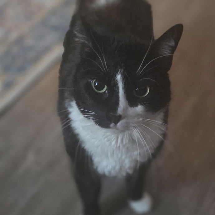 Cat Care Specialist  25 Yrs Experience