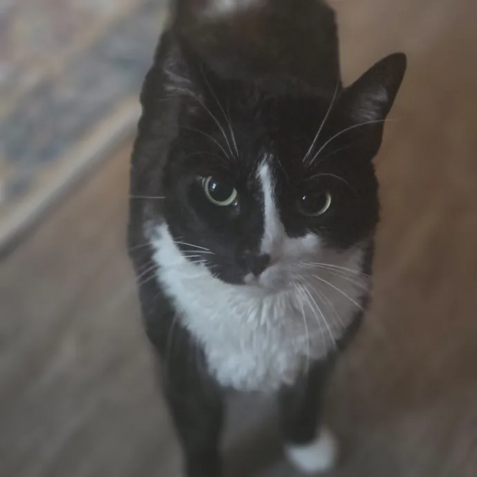 Cat Care Specialist  25 Yrs Experience
