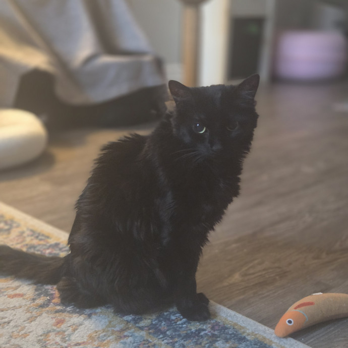 Cat Care Specialist  25 Yrs Experience