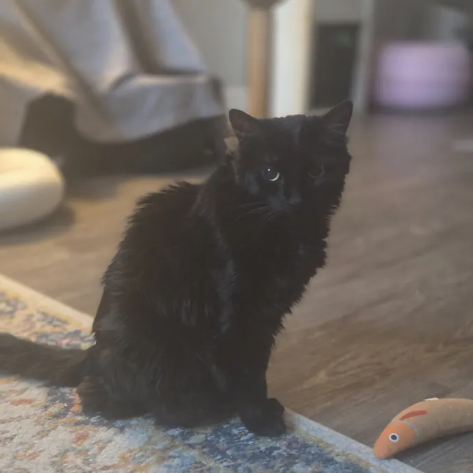 Cat Care Specialist  25 Yrs Experience