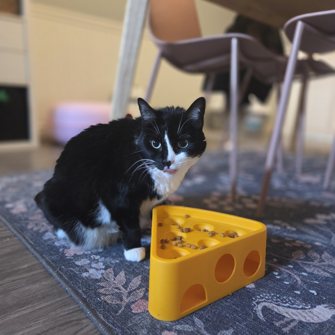 Cat Care Specialist  25 Yrs Experience