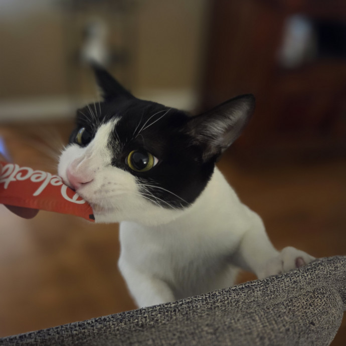 Cat Care Specialist  25 Yrs Experience