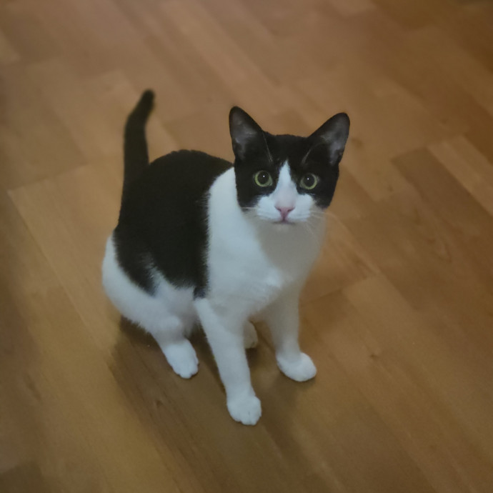 Cat Care Specialist  25 Yrs Experience