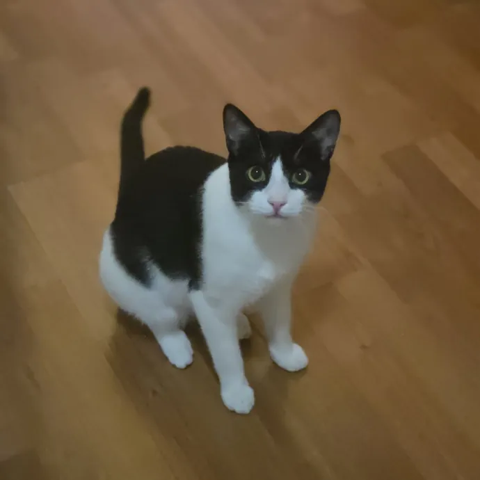 Cat Care Specialist  25 Yrs Experience