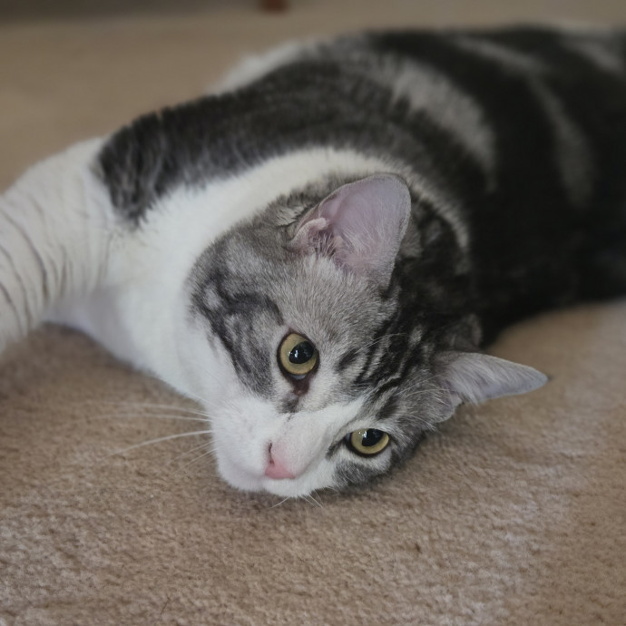 Cat Care Specialist  25 Yrs Experience
