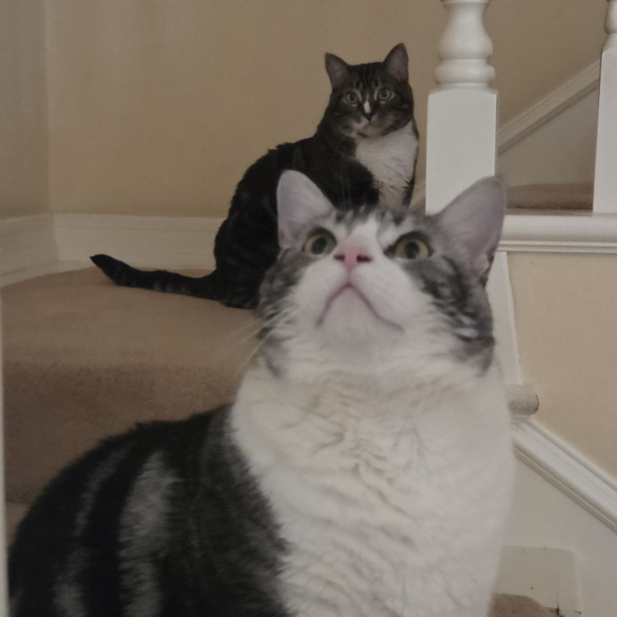 Cat Care Specialist  25 Yrs Experience
