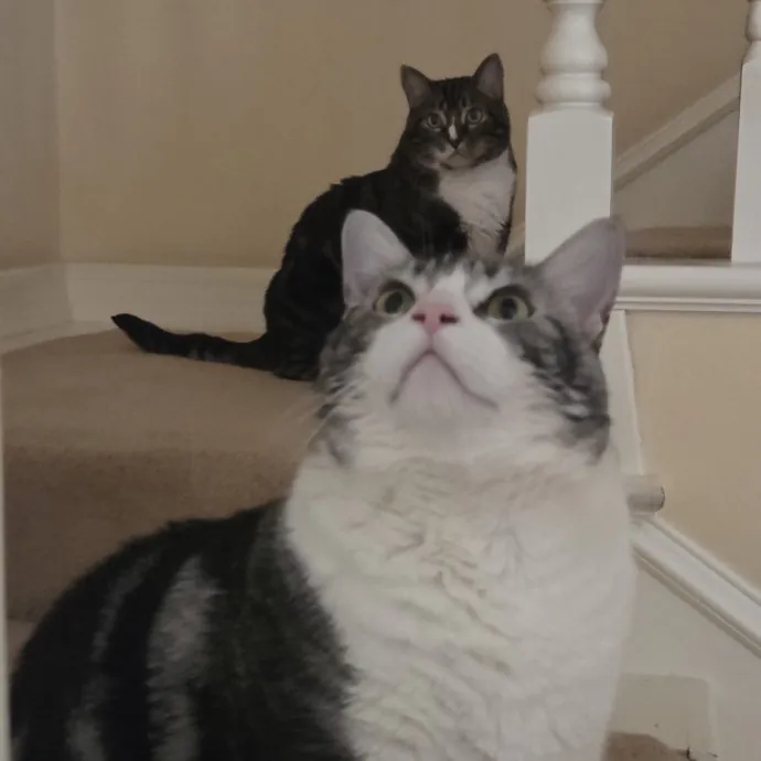 Cat Care Specialist  25 Yrs Experience