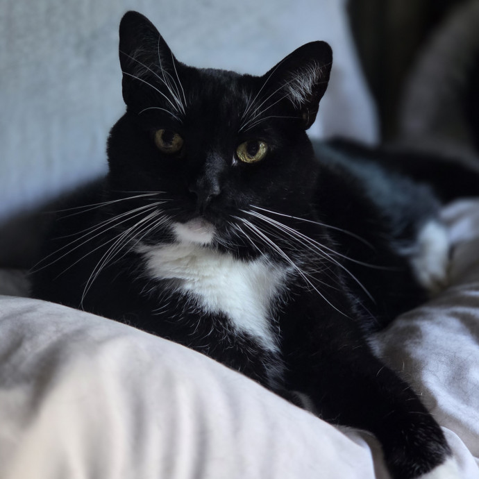 Cat Care Specialist  25 Yrs Experience