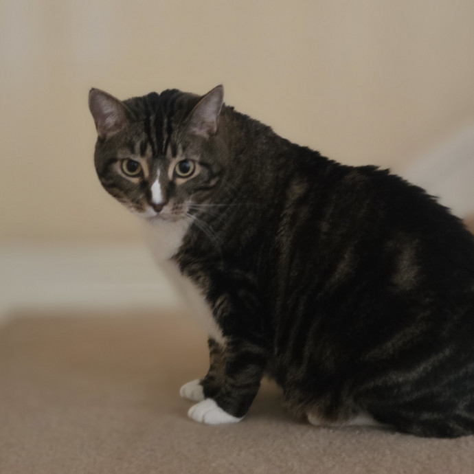 Cat Care Specialist  25 Yrs Experience