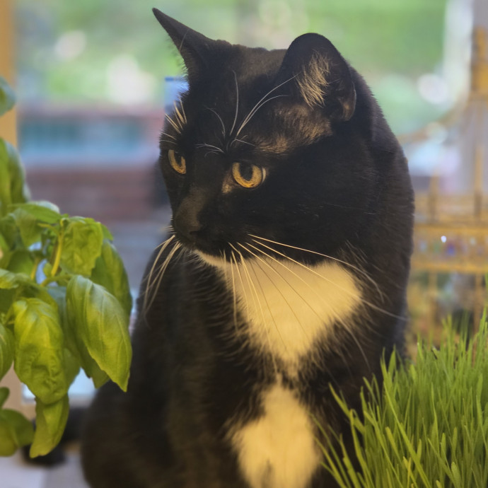 Cat Care Specialist  25 Yrs Experience