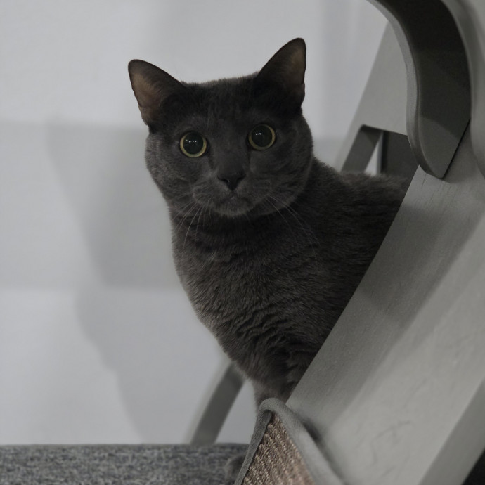 Cat Care Specialist  25 Yrs Experience
