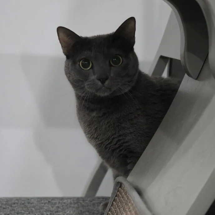 Cat Care Specialist  25 Yrs Experience