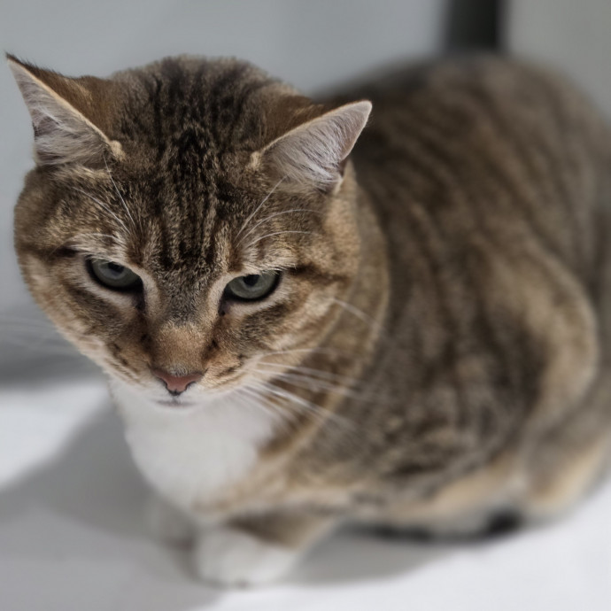 Cat Care Specialist  25 Yrs Experience