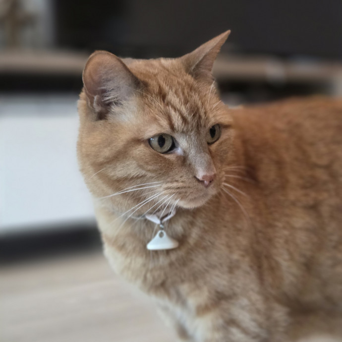 Cat Care Specialist  25 Yrs Experience