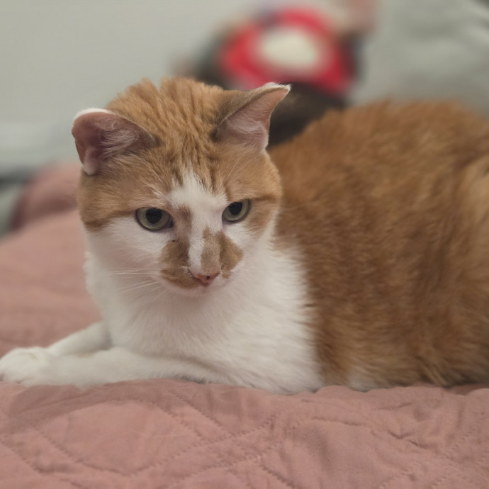 Cat Care Specialist  25 Yrs Experience