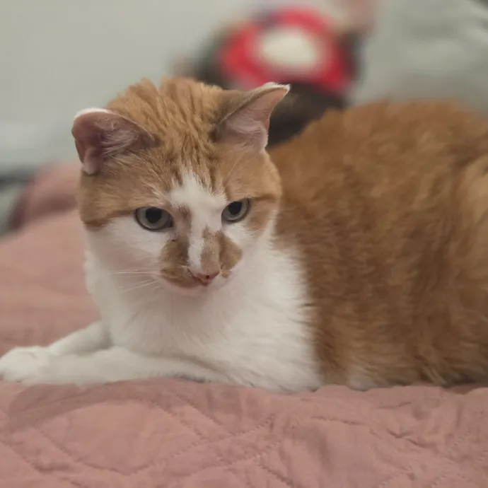 Cat Care Specialist  25 Yrs Experience