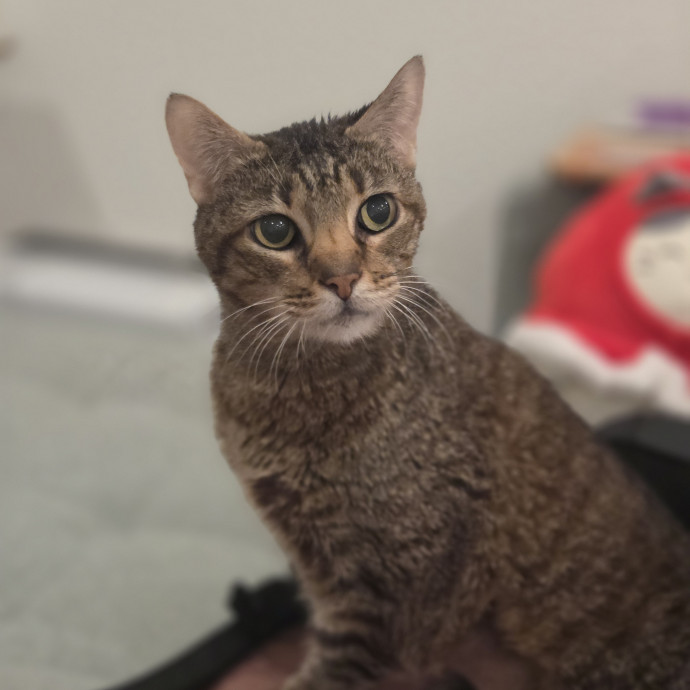 Cat Care Specialist  25 Yrs Experience