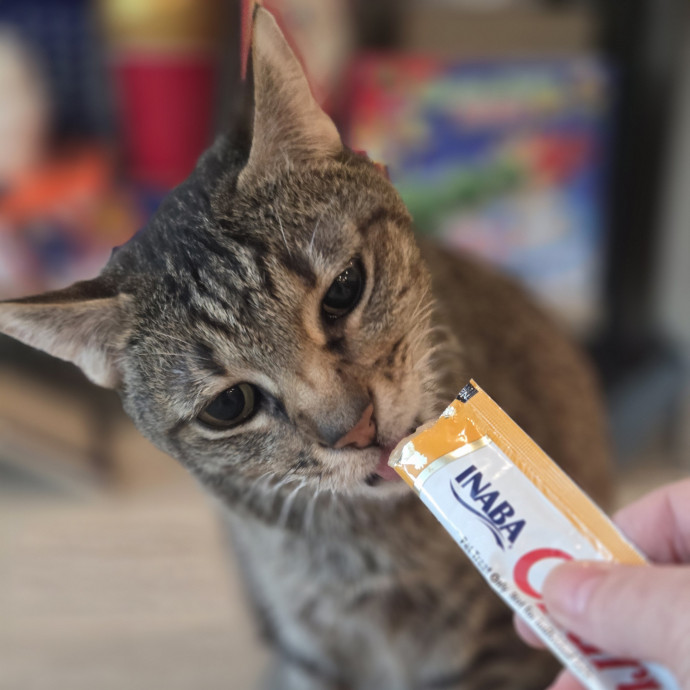 Cat Care Specialist  25 Yrs Experience